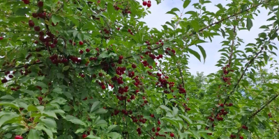 CEREZAS - Las cerezas se venden con agitación planificada