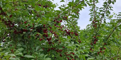 CEREZAS - Las cerezas se venden con agitación planificada