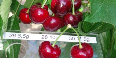 Cerezas (Sweet Heart, Regina, Cartilage Cherry, Kordina, Skeena) Si