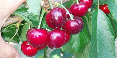 Cerezas (Sweet Heart, Regina, Cartilage Cherry, Kordina, Skeena) Si