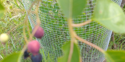 Venderé cerezas de Poznań sin productos químicos, sanas, bastante