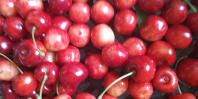 Venderé cerezas de Poznań sin productos químicos, sanas, bastante