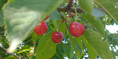 Venderé cerezas de Poznań, ahora tengo cerezas sanas y