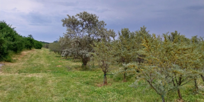 Espino amarillo ecológico a la venta