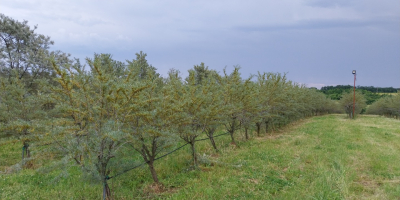 Espino amarillo ecológico a la venta