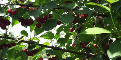 Cereza polaca. Directamente del agricultor, precio negociable.