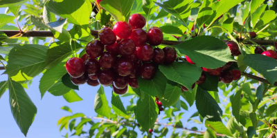 Cereza polaca. Directamente del agricultor, precio negociable.