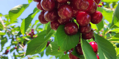 Cereza polaca. Directamente del agricultor, precio negociable.