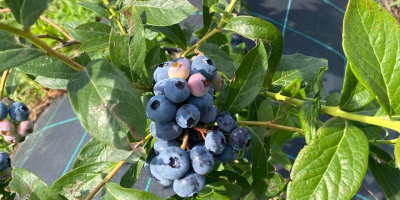 Venderé arándanos cultivados en una plantación de 4 años.