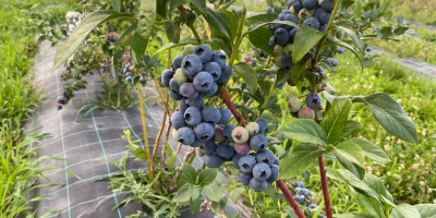 Venderé arándanos cultivados en una plantación de 4 años.