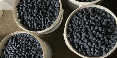 Venderé arándanos cultivados en una plantación de 4 años.