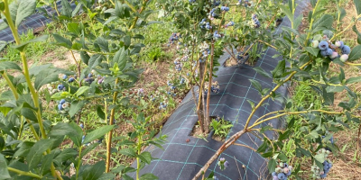 Venderé arándanos cultivados en una plantación de 4 años.