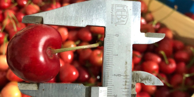 Venta de cerezas congeladas con hueso y tallo. La