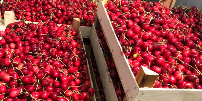 Venta de cerezas congeladas con hueso y tallo. La