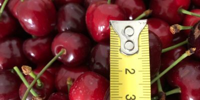 Venta de cerezas congeladas con hueso y tallo. La