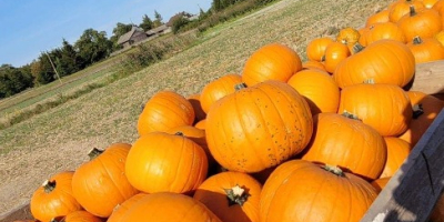 Cooperaré con la entrega de calabazas de Halloween. Tengo