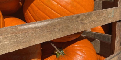 Cooperaré con la entrega de calabazas de Halloween. Tengo