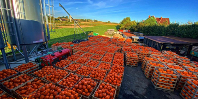 Cooperaré con la entrega de calabazas de Halloween. Tengo