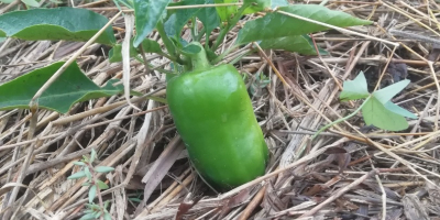 Vendemos pimiento verde recién cosechado.