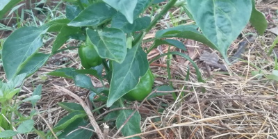 Vendemos pimiento verde recién cosechado.