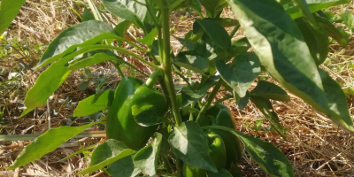 Vendemos pimiento verde recién cosechado.