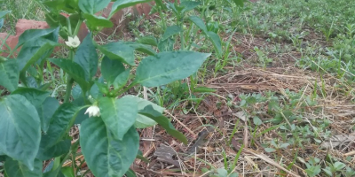 Vendemos pimiento verde recién cosechado.