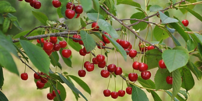 ¡Estoy vendiendo cerezas! ¡Apto para compota, mermelada o tarta!