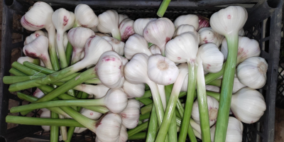 Venderé ajo de invierno de la variedad española Lubasz.