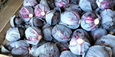 Ofrecemos repollo blanco a la venta, tanto para consumo