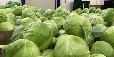 Ofrecemos repollo blanco a la venta, tanto para consumo