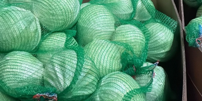 Ofrecemos repollo blanco a la venta, tanto para consumo