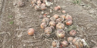 VENDERÉ BONOS DE VARIEDAD DE CEBOLLA ORGÁNICA COSECHA 2024