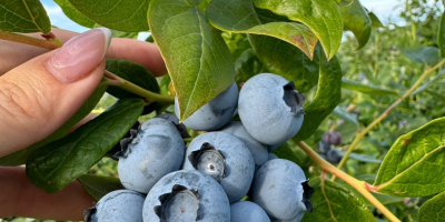Hola, tenemos una gran cantidad de Arándanos, si estás