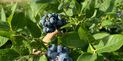 Hola, tenemos una gran cantidad de Arándanos, si estás