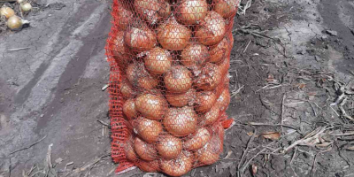 Cebolla blanca, embalaje: redes vegetales sobre palés - 10,20,25