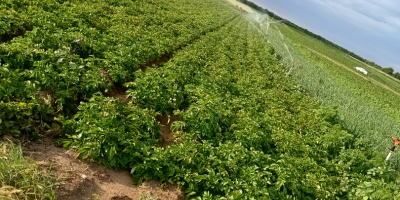 Vendo 16 t de patatas carrera. Mârsani, condado de