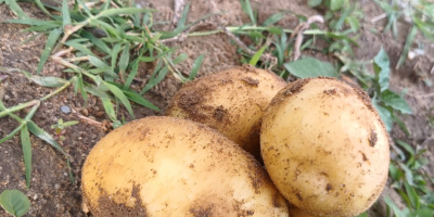 Vendo 16 t de patatas carrera. Mârsani, condado de