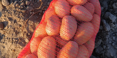 Venta de 16 toneladas de patatas Carrera. Mârșani, condado
