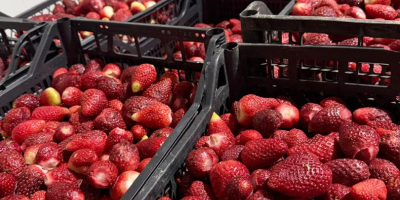 Tenemos disponibles 60 toneladas de fresas para la venta,