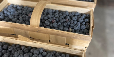 Arándano envasado de 3 kg en cajas de madera.