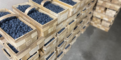 Arándano envasado de 3 kg en cajas de madera.