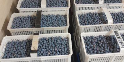 Hola, tengo a la venta arándanos Duke y Earlyblue.