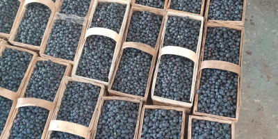 Hola, tengo a la venta arándanos Duke y Earlyblue.