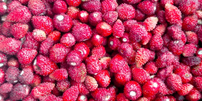 Venta de fresas silvestres congeladas. País de origen Polonia.