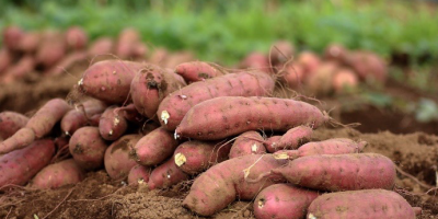 Podemos conseguirle las mejores batatas en cualquier cantidad que