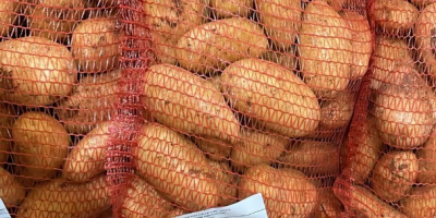 Patatas Spunta, origen marruecos. Envase: sacos de 10/15/25kg, Big