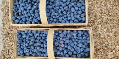 Venta de arándanos bluegold. Frutos grandes.