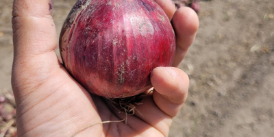 Se venden cebollas rojas. Autorización.