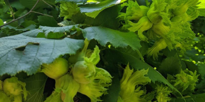 Nuestra familia tiene décadas de conocimiento en el campo