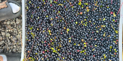 Venderé mayores cantidades de frutos del bosque limpios y